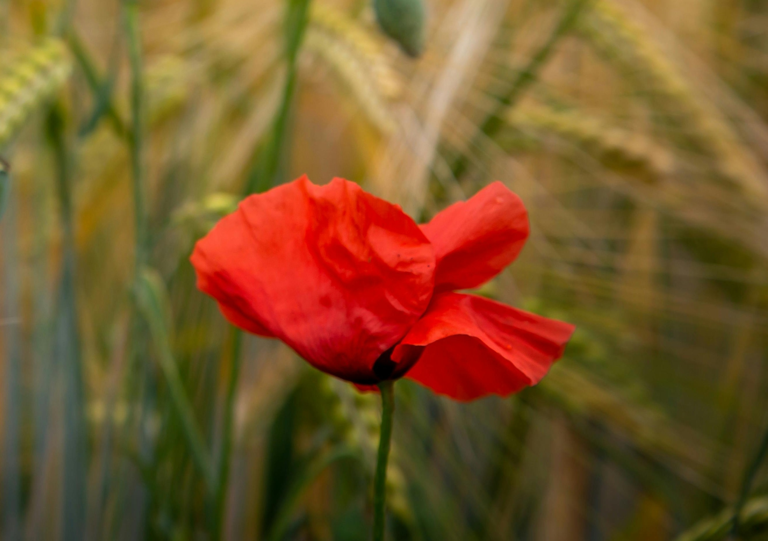 A Poppy in the Fields. An Answer to John McCrae.