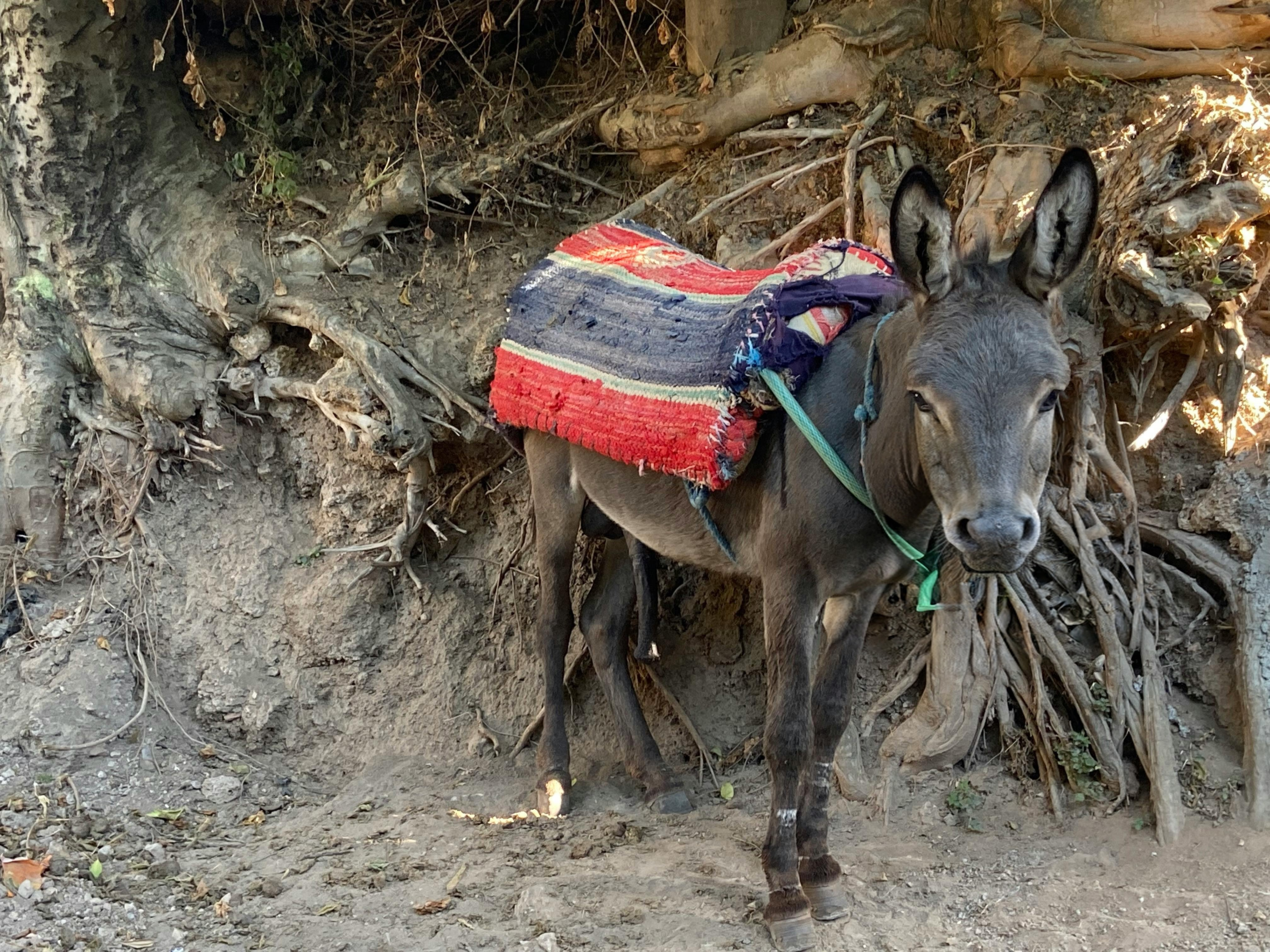 A Short Donkey’s Story: the Price of Love